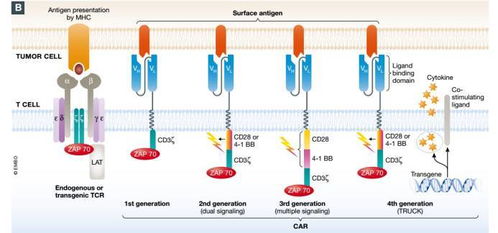 开创新疗法的机遇与挑战 CAR-T细胞疗法的临床发展与工程技术创新