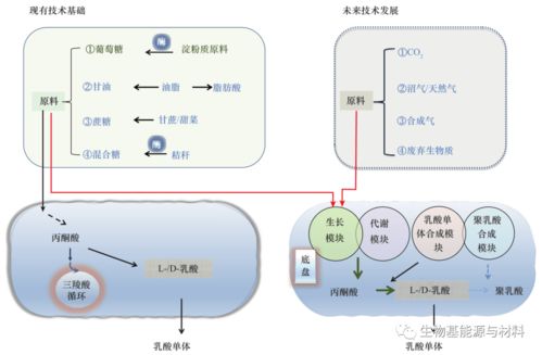 我国聚乳酸产业发展现状与对策研究